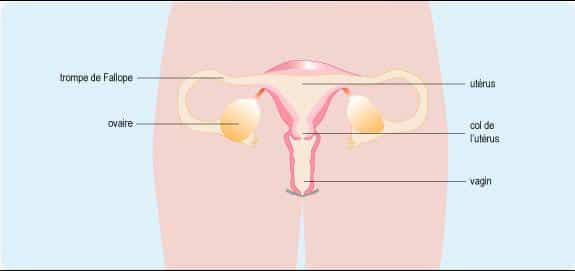 cbd et endométriose appareil genital feminin