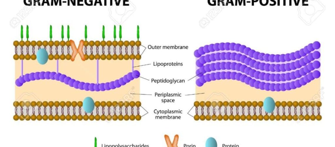 GRAM-POSITIVE-OU-NEGATIVE-1024x547
